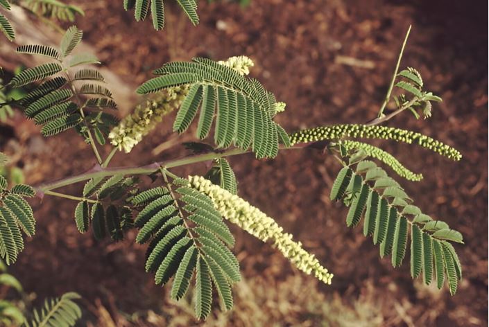 Khadira (Acacia catechu) in skin disorders managed with raktamokshana